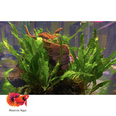 Anubias Nana and Java Fern on Driftwood